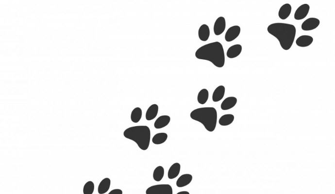 Farmaci Omeopatici veterinari 